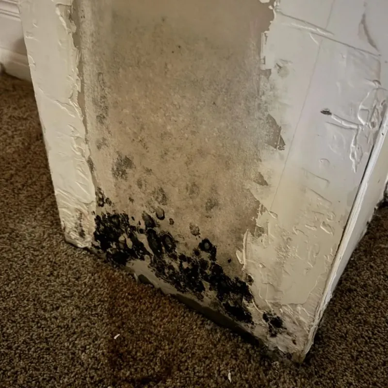 Professional Mold Removal in Durham, CA